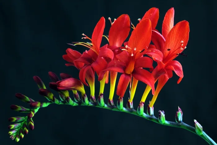 Crocosmia，路西法，Cracosia Masoniorum，Montbretia