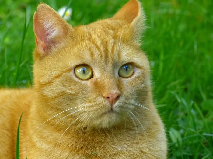 猫，鲭鱼，红色，宿醉，家猫，肖像