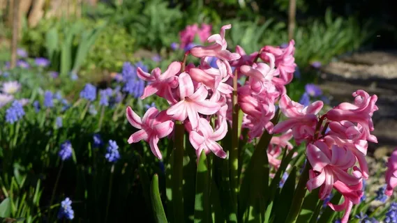 春天，花园风信子，开花，花园，自然