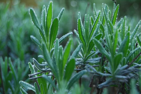 熏衣草,露水,绿色,水滴,滴灌,植物 熏衣草,露水,绿色,水滴,滴灌,植物