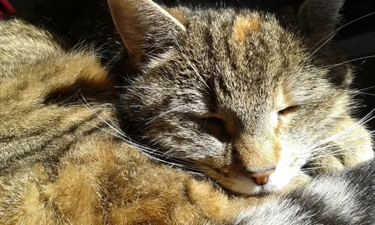 猫，睡眠，猫，宠物，猫的，动物，动物，哺乳动物