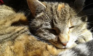 猫，睡眠，猫，宠物，猫的，动物，动物，哺乳动物