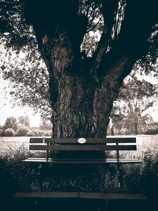 银行，树，自然，座位，景观，休息，黑白色