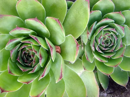 岩石植物,刺,绿色,观赏植物,花园 岩石植物,刺,绿色,观赏植物,花园