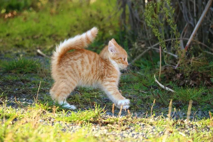 猫，小猫，猫宝宝，幼猫，鲭鱼