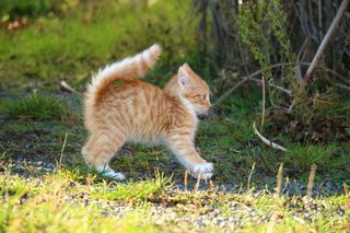 猫，小猫，猫宝宝，幼猫，鲭鱼