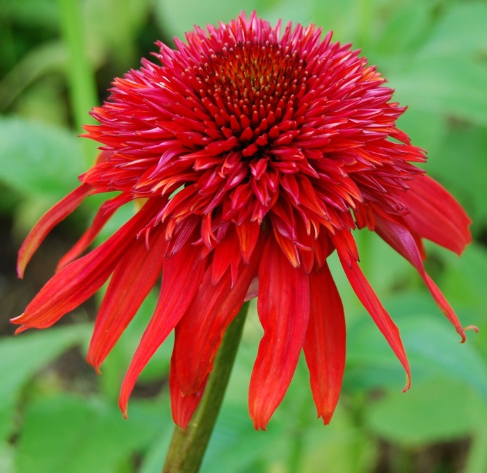 太阳帽，植物，Coneflower，发光Coneflower，花