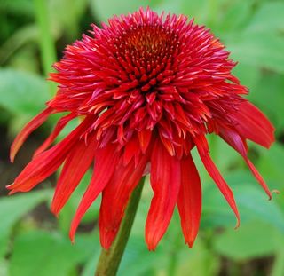 太阳帽，植物，Coneflower，发光Coneflower，花