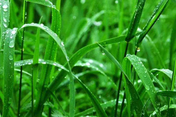 草，湿，绿色，雨，雨滴，性质，夏天