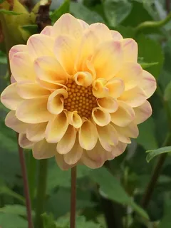 鲜花，别墅，夏天，自然，美容，花瓣