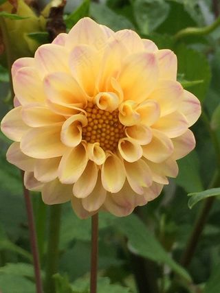 鲜花，别墅，夏天，自然，美容，花瓣