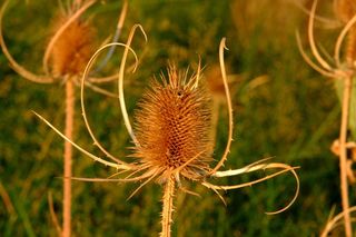 蓟，带动，宏，性质，夏天，野花