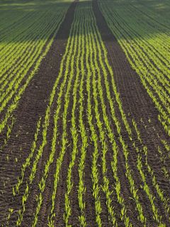 耕种，田间，玉米，玉米田，农业，系列