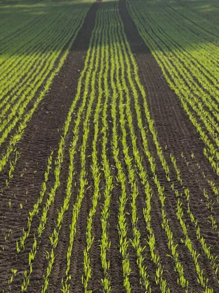 耕种，田间，玉米，玉米田，农业，系列