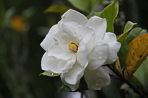 子花,花的,植物,自然,开花,盛开,花瓣 子花,花的,植物,自然,开花,盛开,花瓣