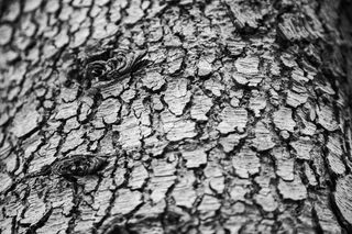 枯木，时代，我眼中的回忆，记忆，树木