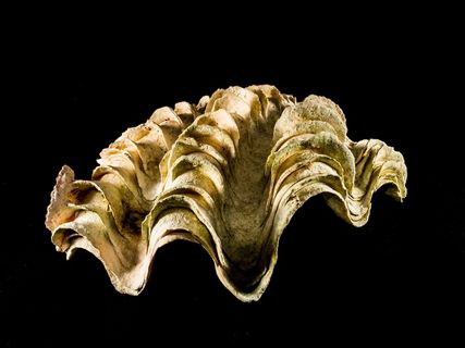 壳，石灰秤，关闭