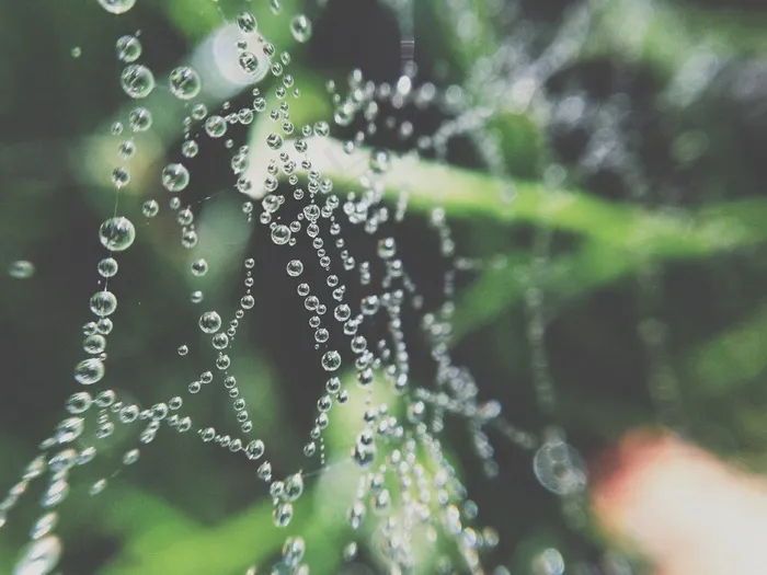 蜘蛛，Web，蜘蛛网，性质，昆虫，净，宏