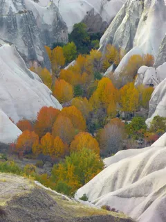 石灰,谷,秋季,树木,多彩,卡帕多细亚 石灰,谷,秋季,树木,多彩,卡帕多细亚