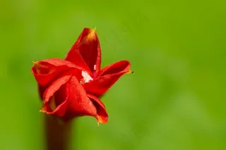 Angulata，圆叶鱼虹町，野花