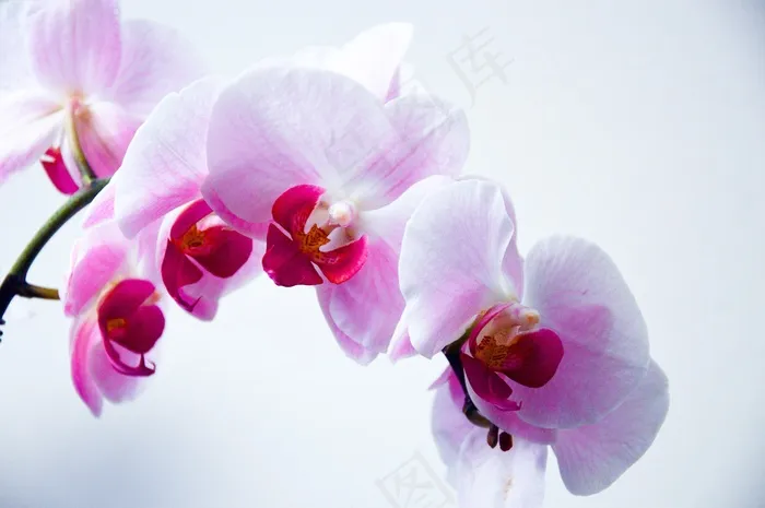 蝴蝶兰,兰花,胡姬花,花卉,万代兰,兰花在白色背景上的选择性