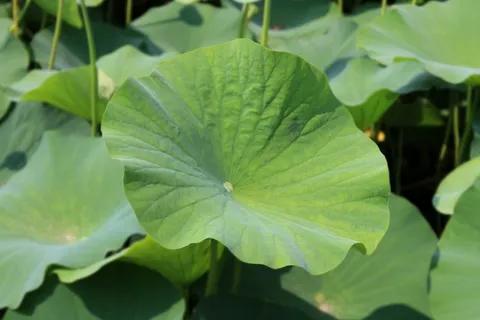 荷叶,叶子,荷花,叶子,植物,绿色,夏天 荷叶,叶子,荷花,叶子,植物,绿色,夏天