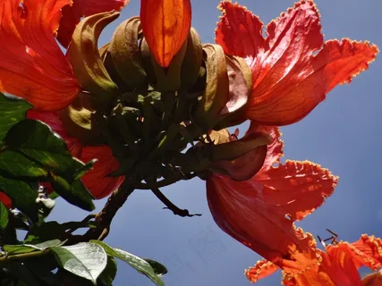 华lam,开花,红色,关闭,异国情调,Molokai 华lam,开花,红色,关闭,异国情调,Molokai