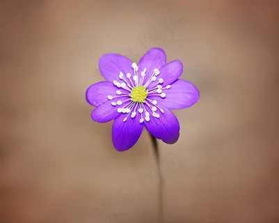 肝,花,开花,紫色,春天的花朵 肝,花,开花,紫色,春天的花朵