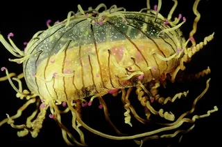 水母，发光，水下，海洋生物，水