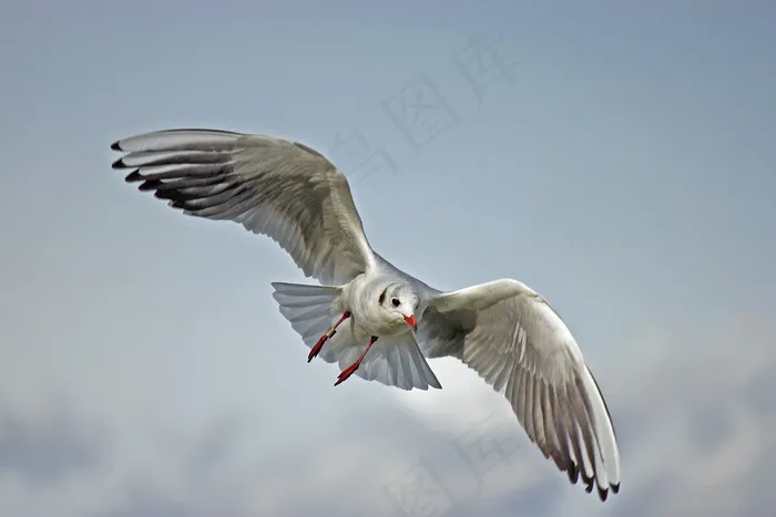 海鸥,红嘴鸥,燕鸥,黑嘴鸥,卡通动漫人物,海鸥的预测