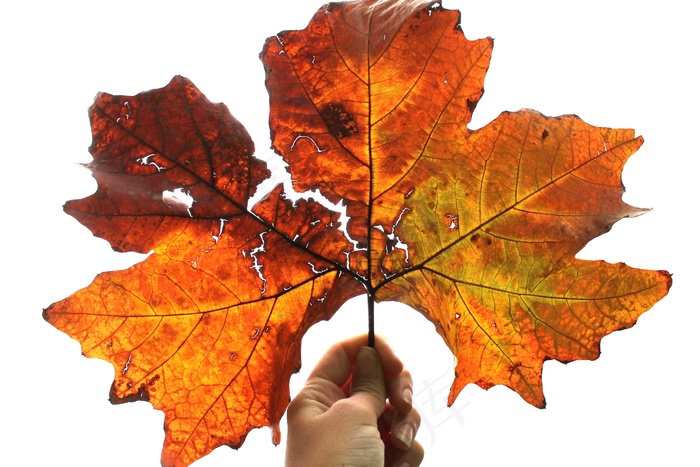 叶，秋天，白，手，橙色