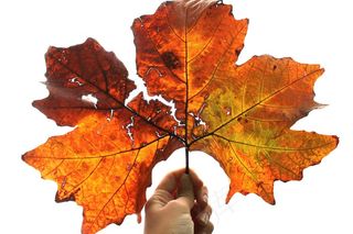 叶，秋天，白，手，橙色