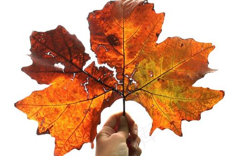 叶,秋天,白,手,橙色 叶,秋天,白,手,橙色