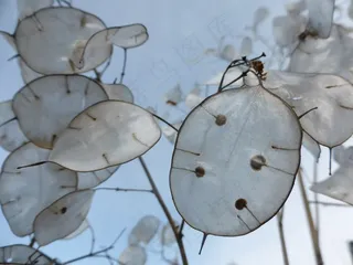 银谷，希尔伯林，犹大塔勒，种子，花