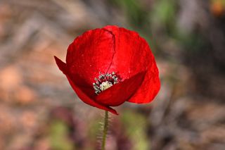 罂粟，冬天，野花，红色，深红色，野花，花