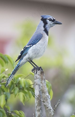 鸟飞，飞行，蓝鸟，性质，太阳，鸟嘴，飞，动物