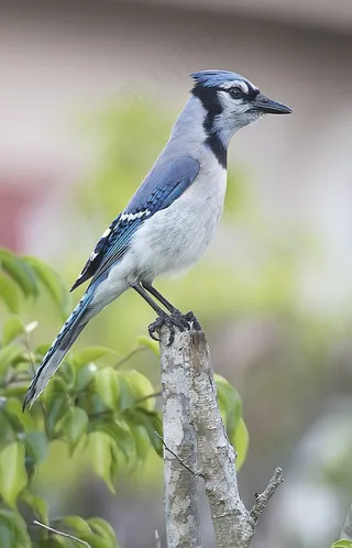 鸟飞，飞行，蓝鸟，性质，太阳，鸟嘴，飞，动物