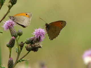 蝴蝶，蓟，花，昆虫，翼，关闭，探针