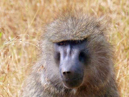 狒狒，灵长类动物，非洲，肯尼亚