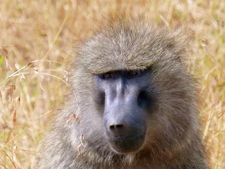 狒狒，灵长类动物，非洲，肯尼亚