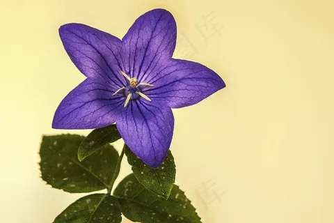 风铃草,蓝色花,花,性质,花园 风铃草,蓝色花,花,性质,花园