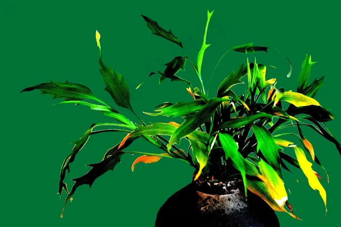 锅，绿色，叶子，植物，花园，首页，盆栽，花