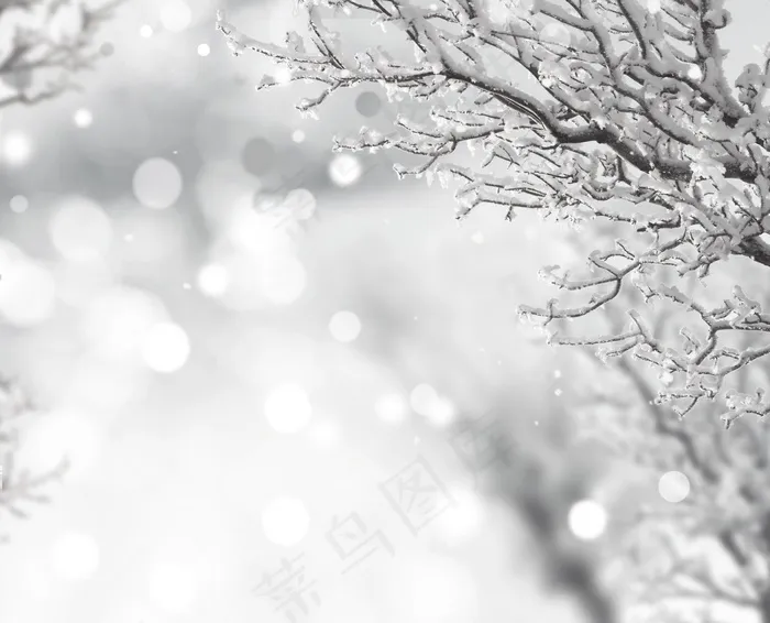 雪，树，阿卜杜勒·拉赫曼，火花，美丽，冬天