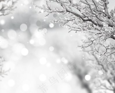 雪，树，阿卜杜勒·拉赫曼，火花，美丽，冬天