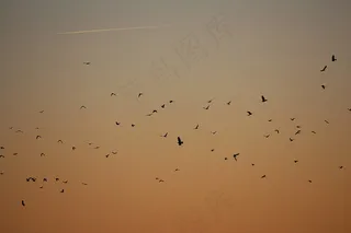 群鸟，鸟，群，挖，日落，晚上