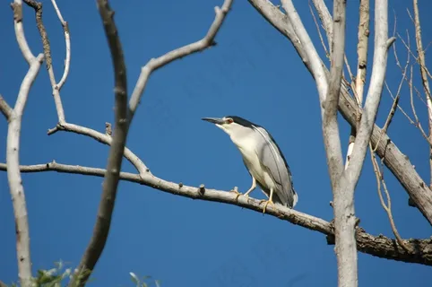 鸟，夜鹭，Look望台