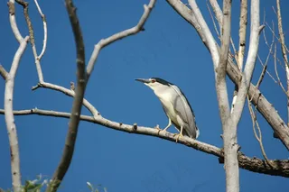 鸟，夜鹭，Look望台