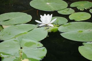 花卉,白睡莲,盆栽植物,荷花,睡莲,荷花