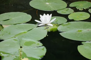 花卉,白睡莲,盆栽植物,荷花,睡莲,荷花