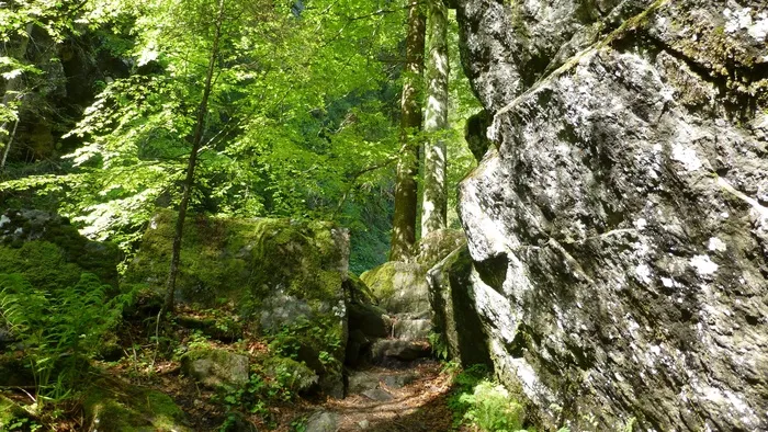 阿尔高，Pfronten Kappel，Hoellschlucht，森林，岩石